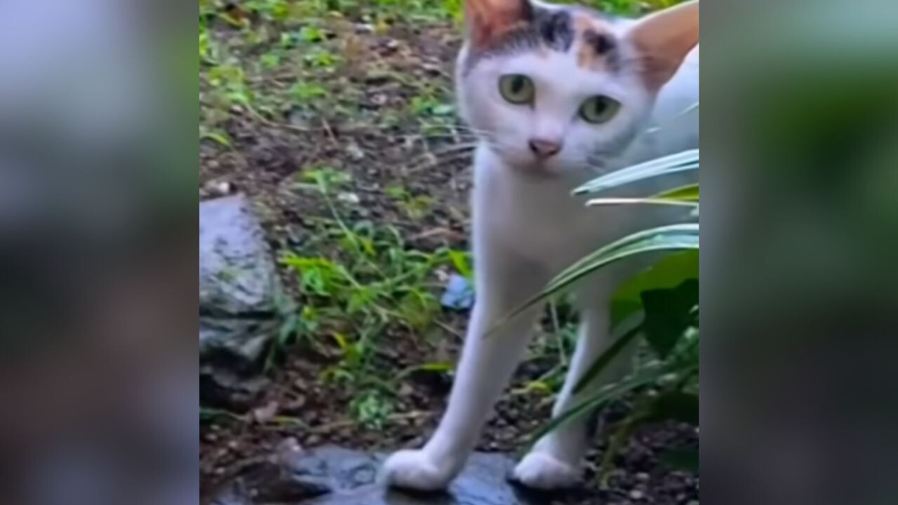 ネコ母 体重1.5kgの母猫が子猫を連れてきて…信頼の先にあった“家猫という選択