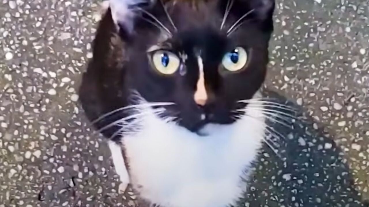 膝に乗ってきたのに…それでも迎えられなかった野良猫 2ヶ月後の結末