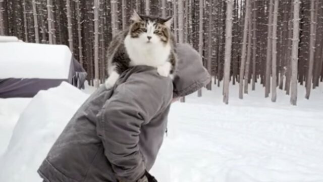 ねこナビ｜猫専門メディア