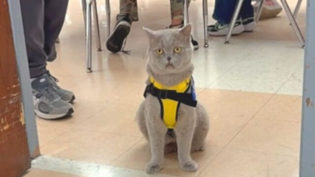 学校に通う猫→授業中に現れた結果、生徒たちが穏やかになった