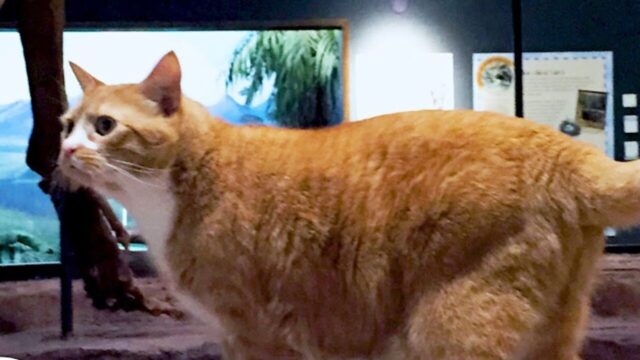 博物館に“出勤”する猫が話題…毎日見回りする姿に来館者ほっこり