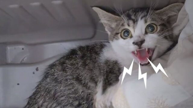 浄化槽の穴から子猫を保護　折れた足から“歩けるまで”の回復記録