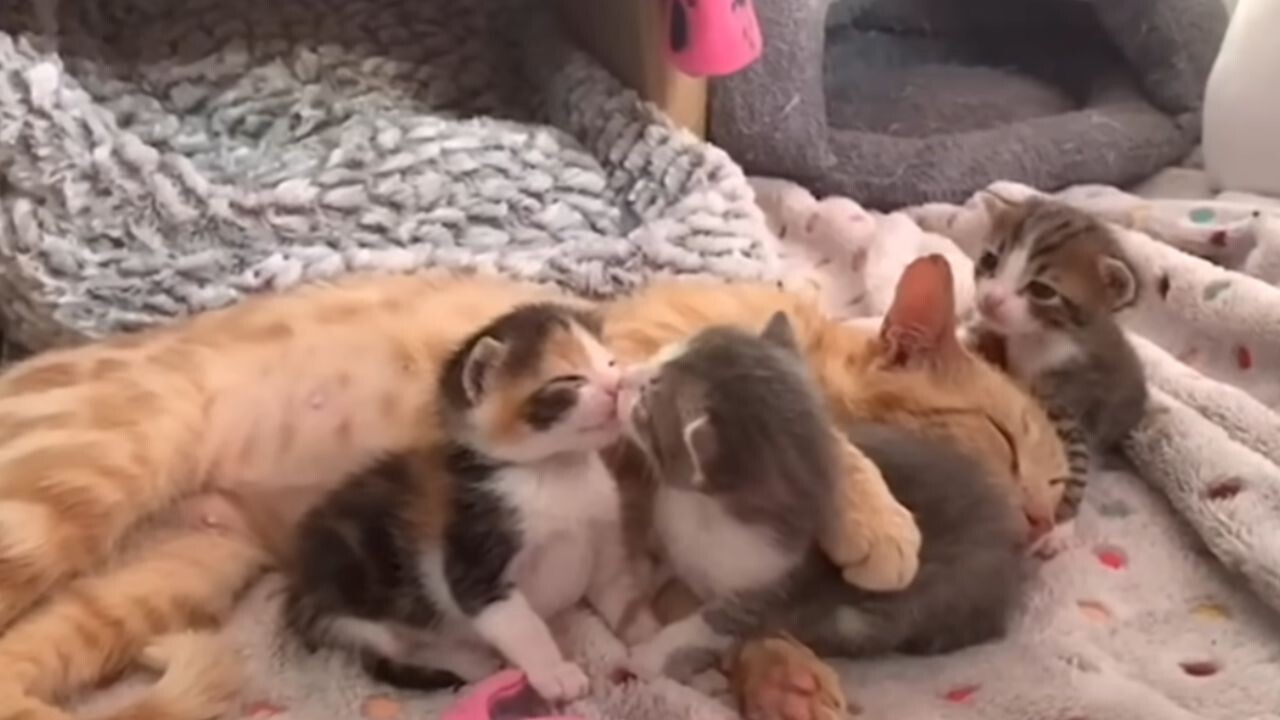 車を追いかけてきた茶トラ猫を保護 子猫と出会い見せた“母性あふれる