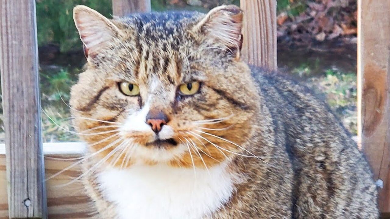 逃げ続けた野良猫と女性 7ヶ月後に“信頼”が生まれた瞬間｜ねこナビ