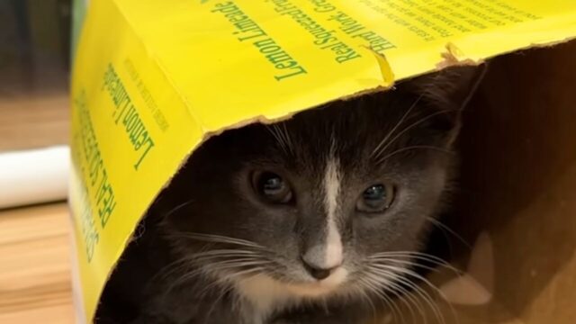 ねこナビ｜猫専門メディア