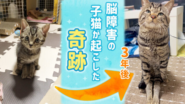 ねこナビ｜猫専門メディア