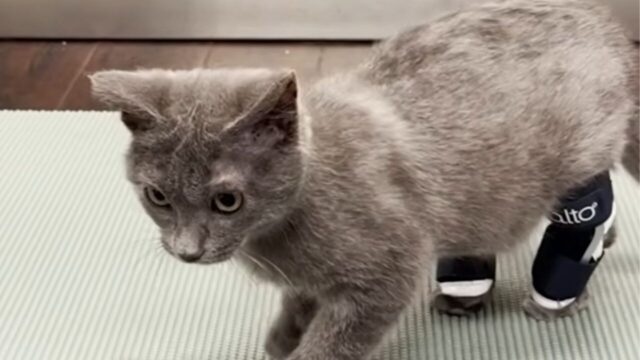 5/31まで ゆきねこページ 浜松】ねこちゃんが届きました🐈ねこプロ専攻 | 通信制高校なら
