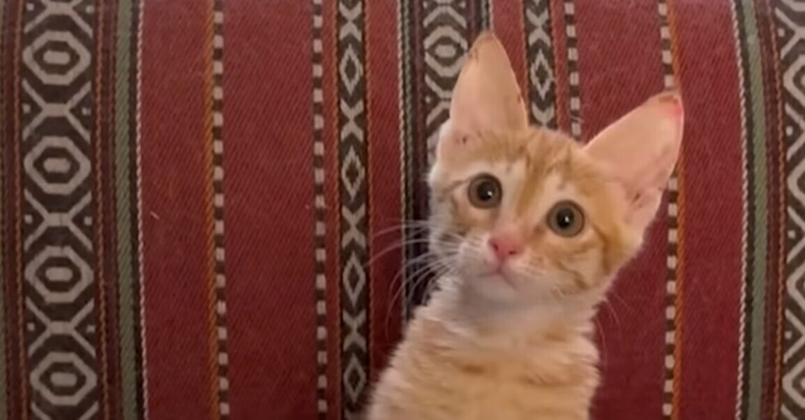 子猫 保護後