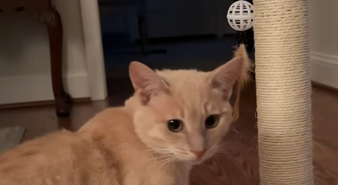 おもちゃ 猫