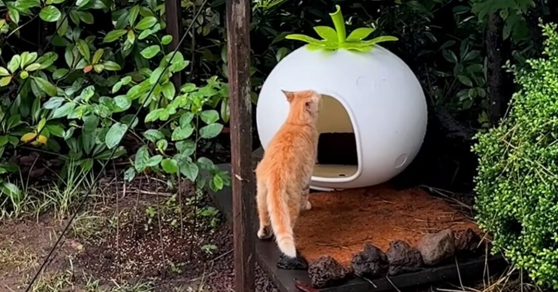 茶トラ猫 再会