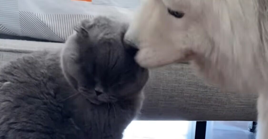 猫の頭を舐める犬