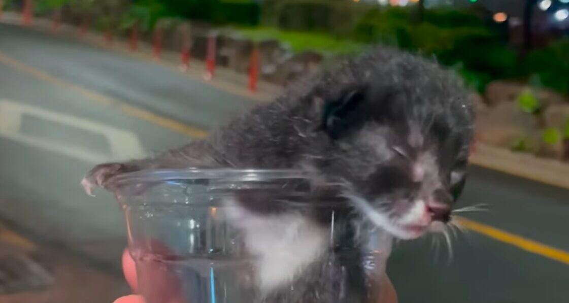 子猫 保護