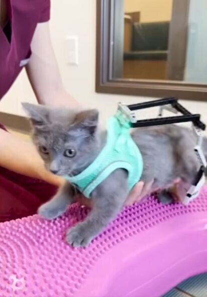 子猫 レゴの装具