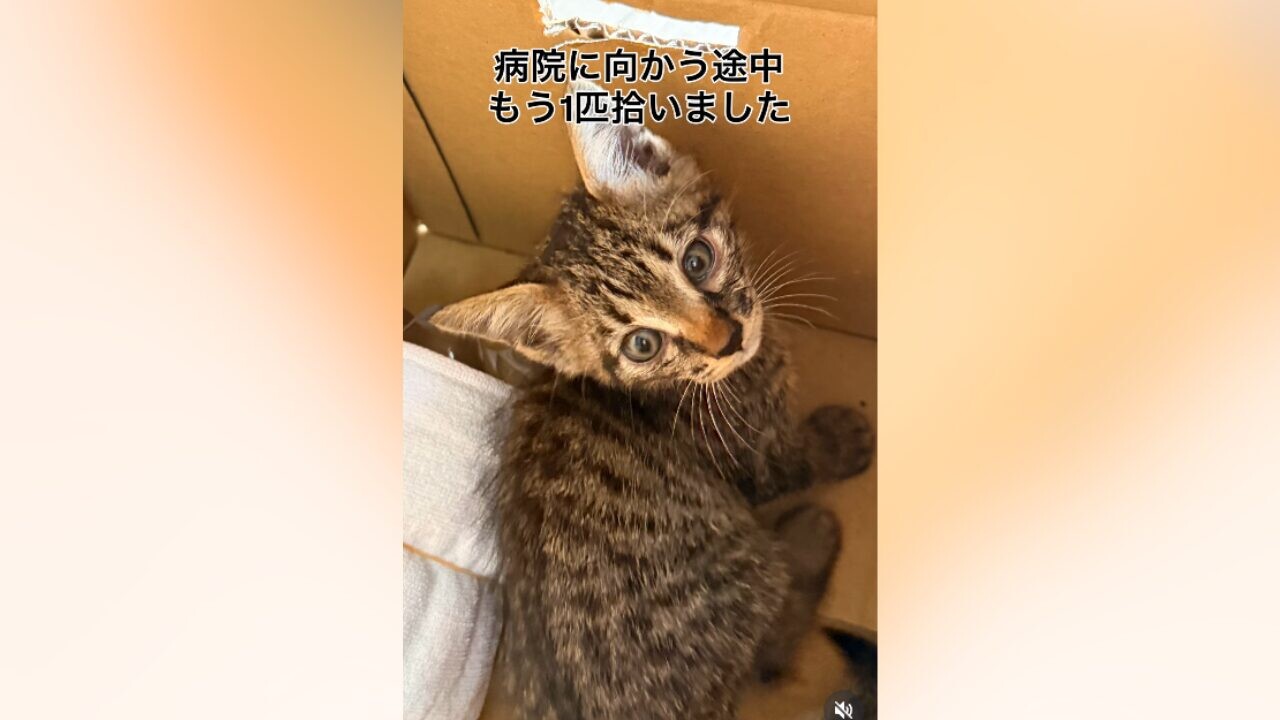 病院へ行く途中でもう1匹拾ったキジトラ子猫