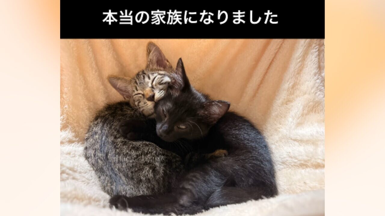 抱き合って眠る2匹の子猫