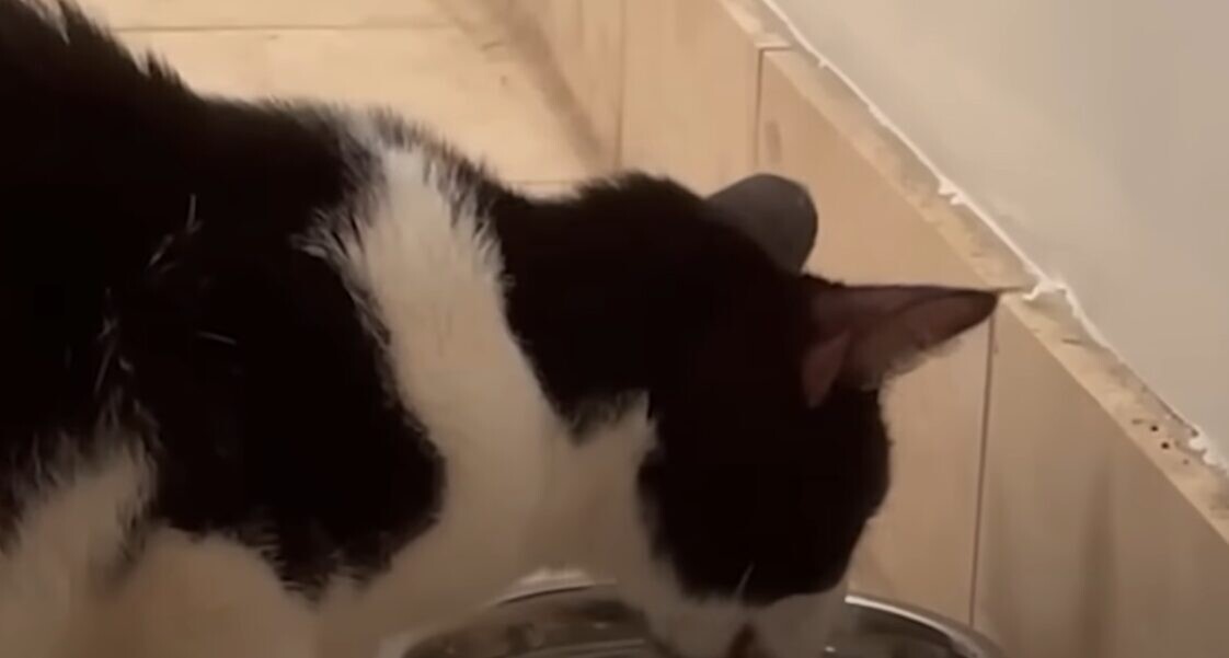 子猫 保護