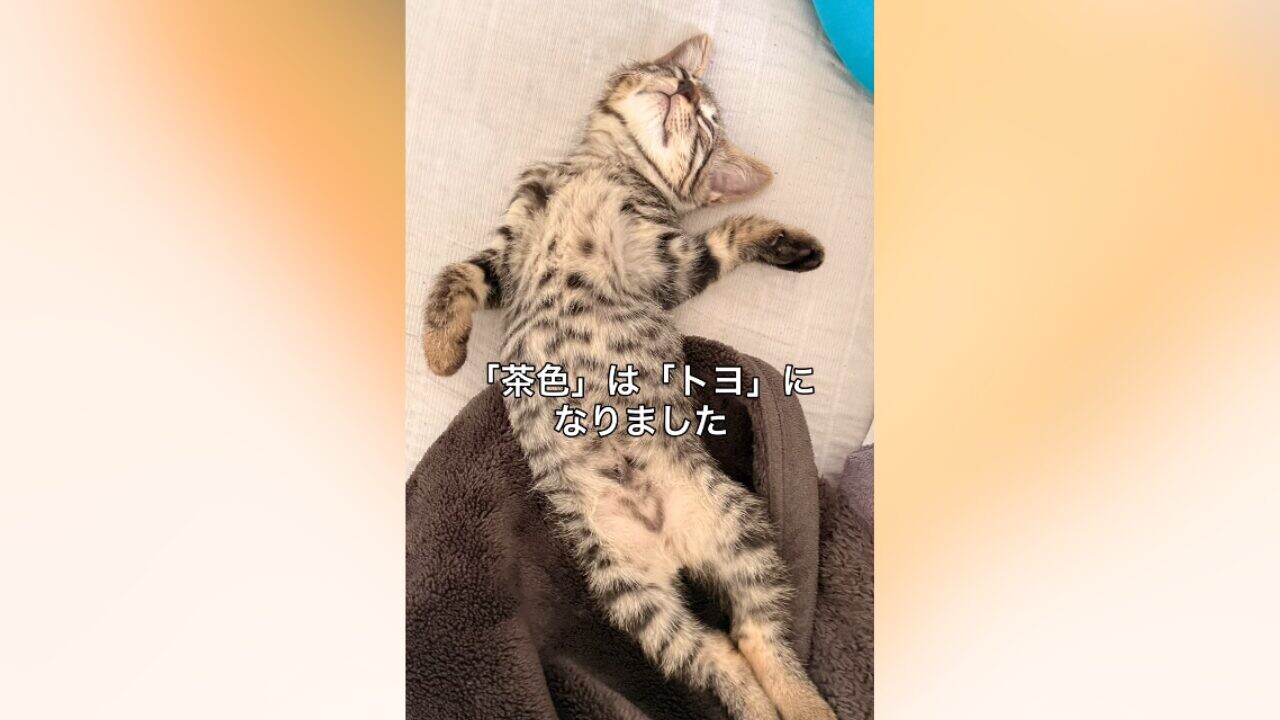 伸びるキジトラの子猫