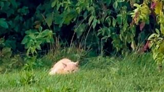 野良猫　保護