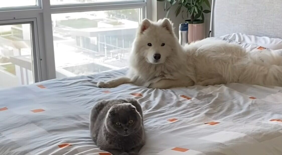 ベッド 犬 猫