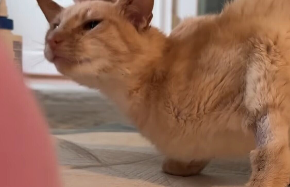 治療後 猫