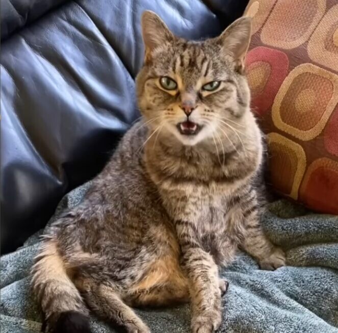 シニア猫 シェルター