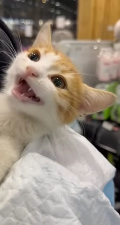 茶白 子猫