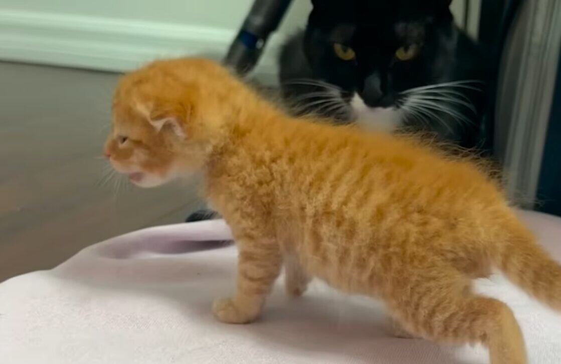 新入り子猫 茶トラ