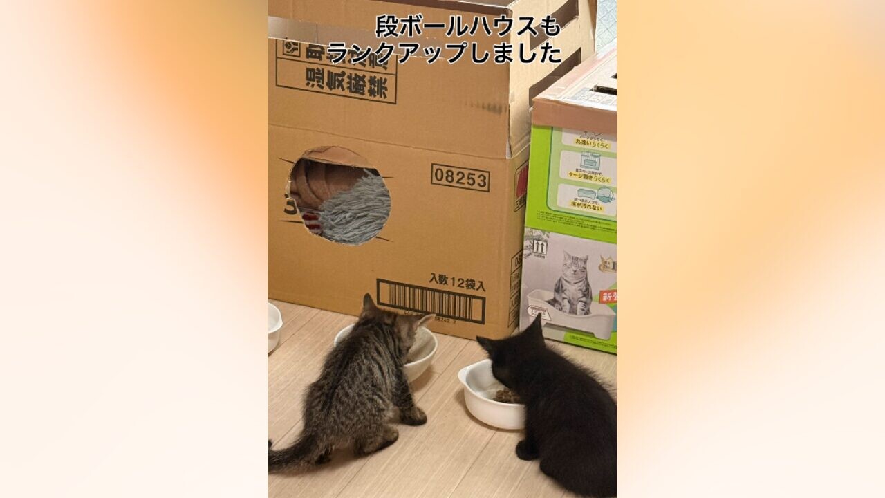 段ボールハウスが快適にランクアップ