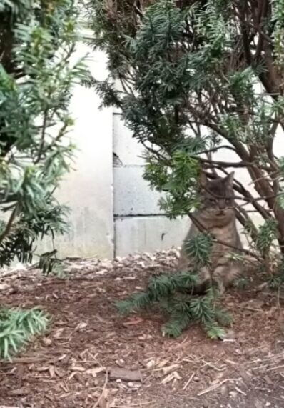 野良猫 老猫