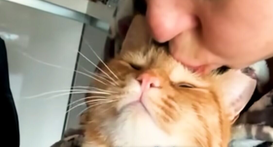 女性 茶トラ猫