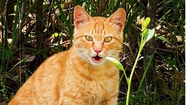 元野良猫が膝に乗るまで282日…人間を信じられなかった茶トラ猫の変化に