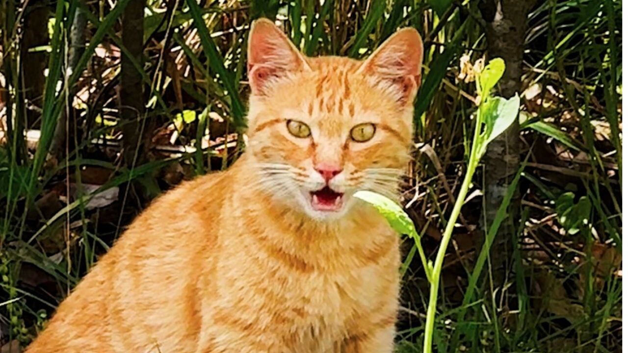 元野良猫が膝に乗るまで282日…人間を信じられなかった茶トラ猫の変化に