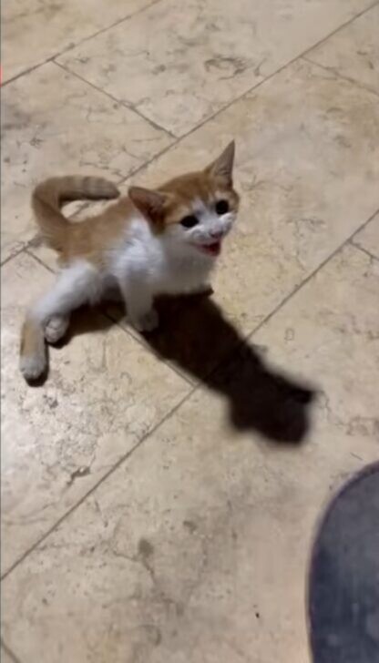 足を引きずる子猫