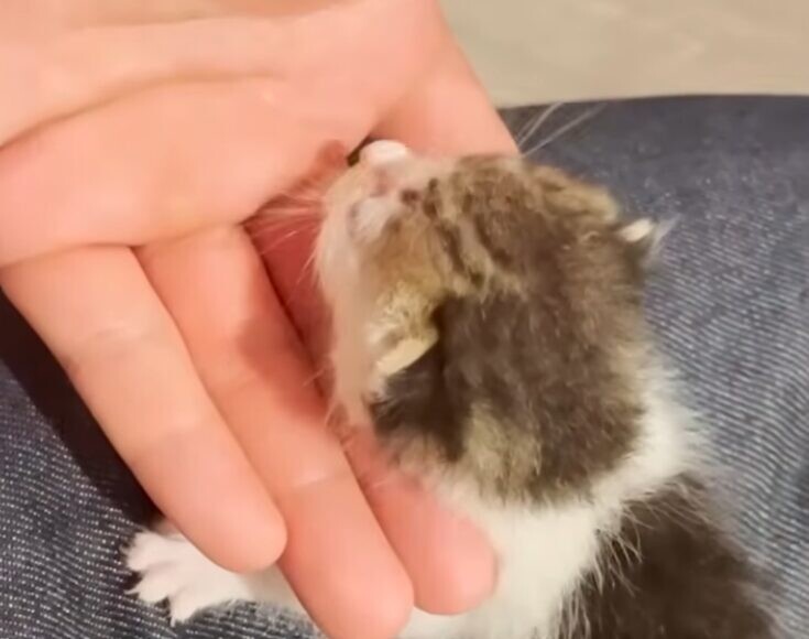 子猫 お世話