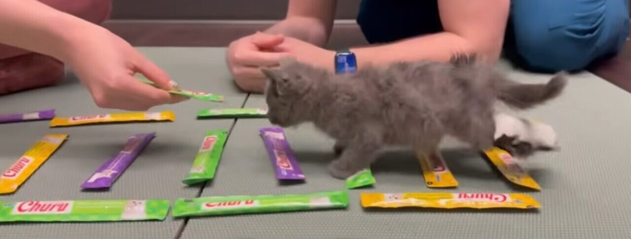 子猫