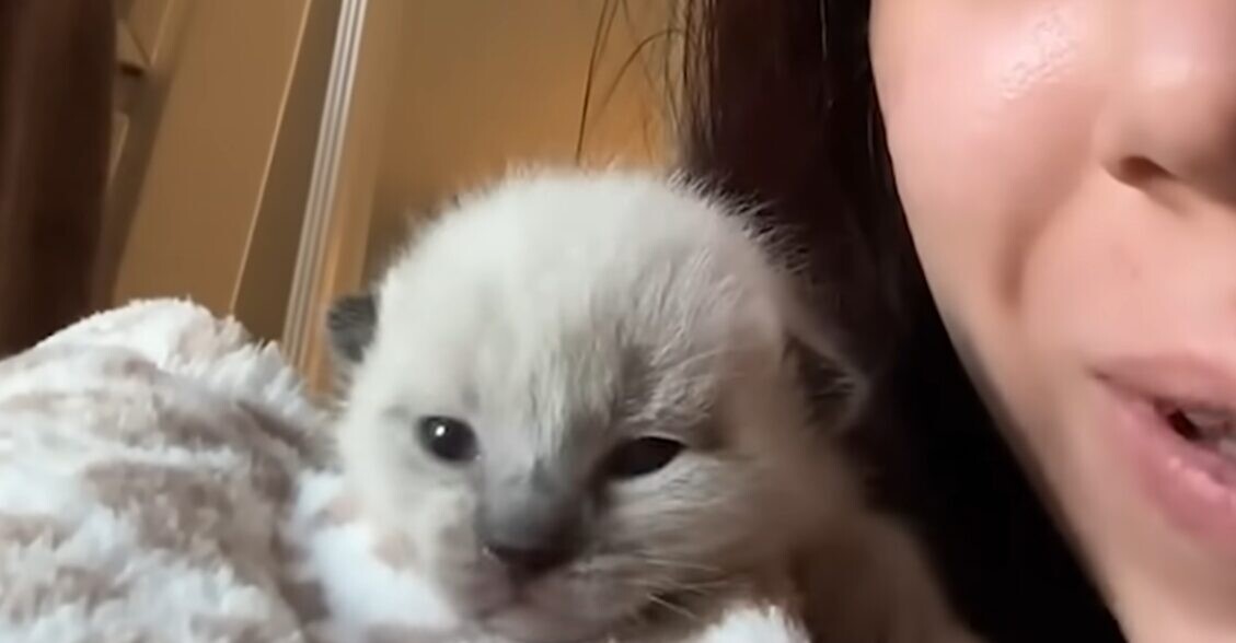 女性 子猫