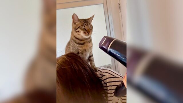 ねこページ ブラ猫⑧部 猫ブラザーズ編】9話目｜清水めりぃのねこくつlog