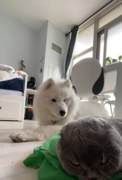 犬と猫