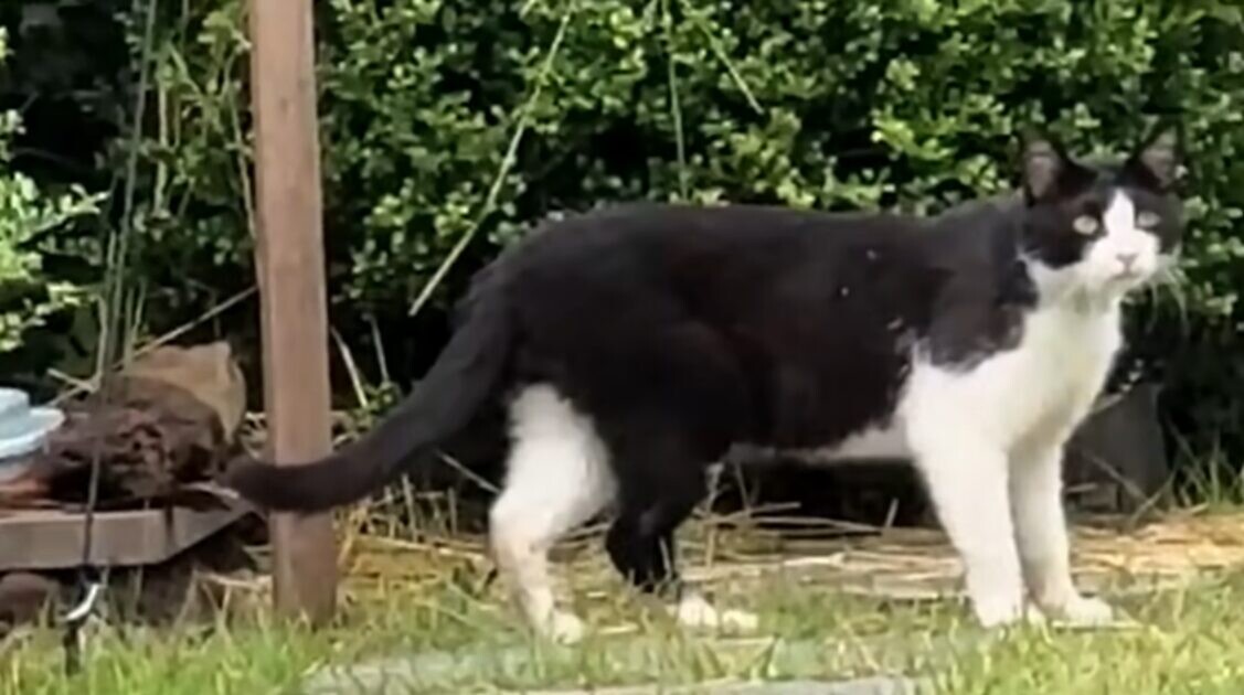 白黒猫 庭