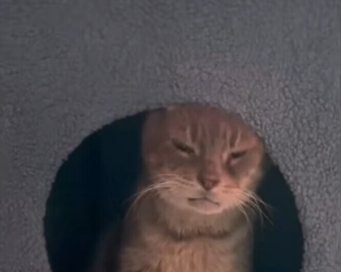 老猫 家猫