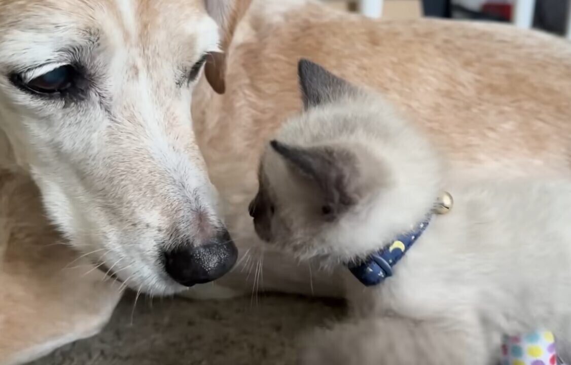 老犬 子猫