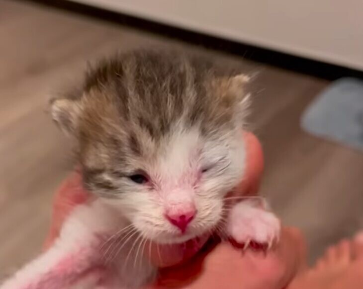 子猫 お世話