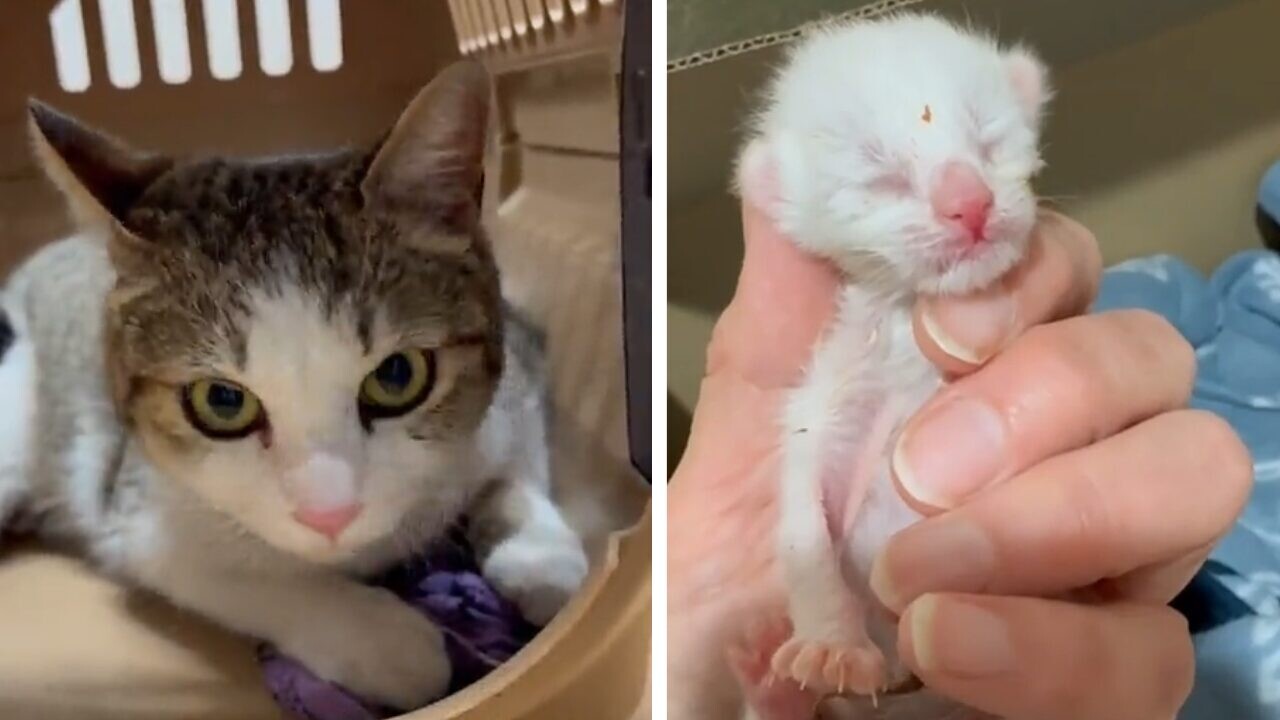 臨月で保護した野良猫は「聖母」だった……！遺棄されたわずか60gの