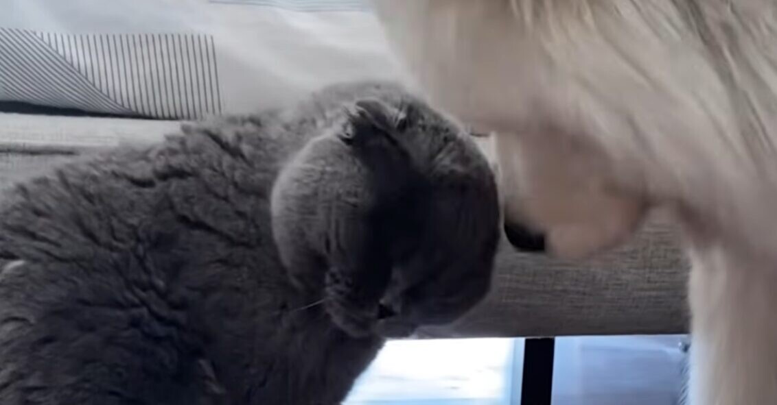 犬にスリスリする猫