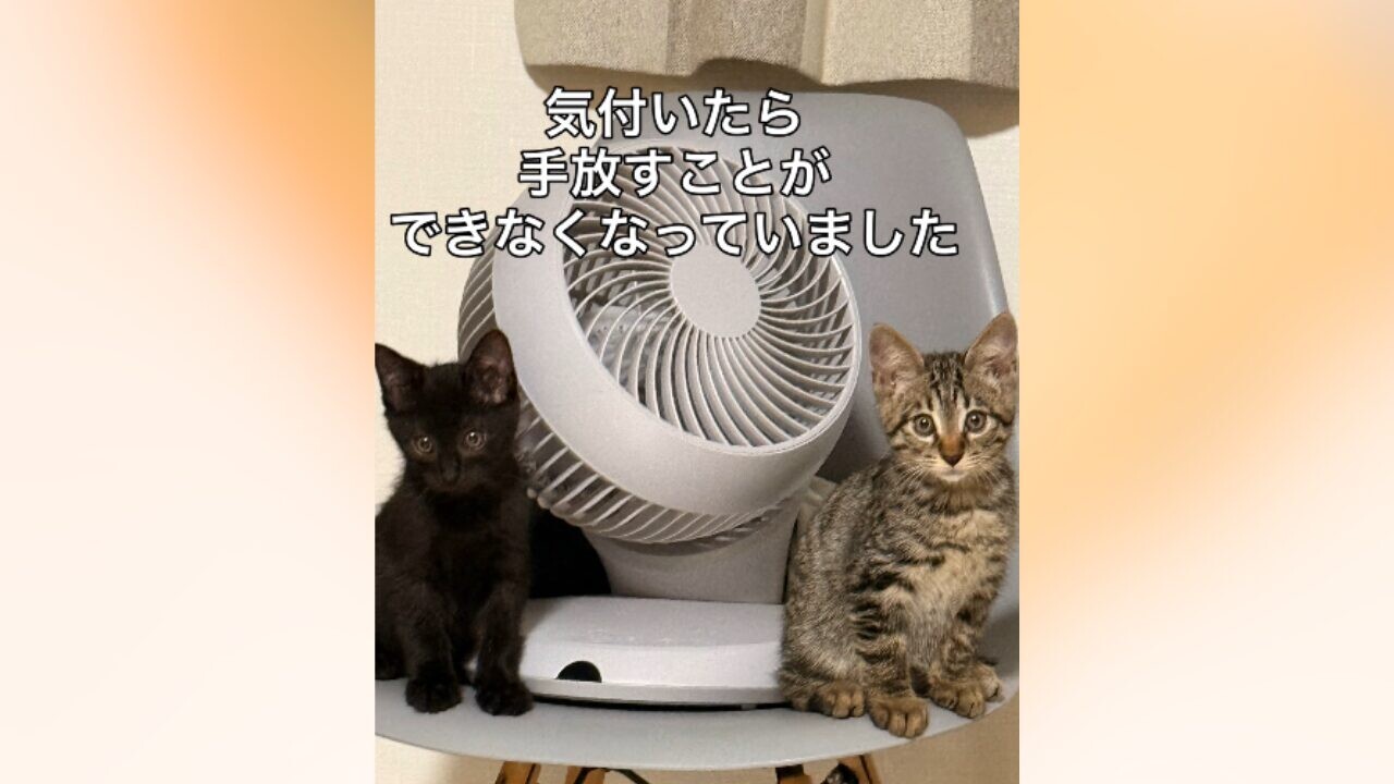 扇風機の横に座る2匹の子猫