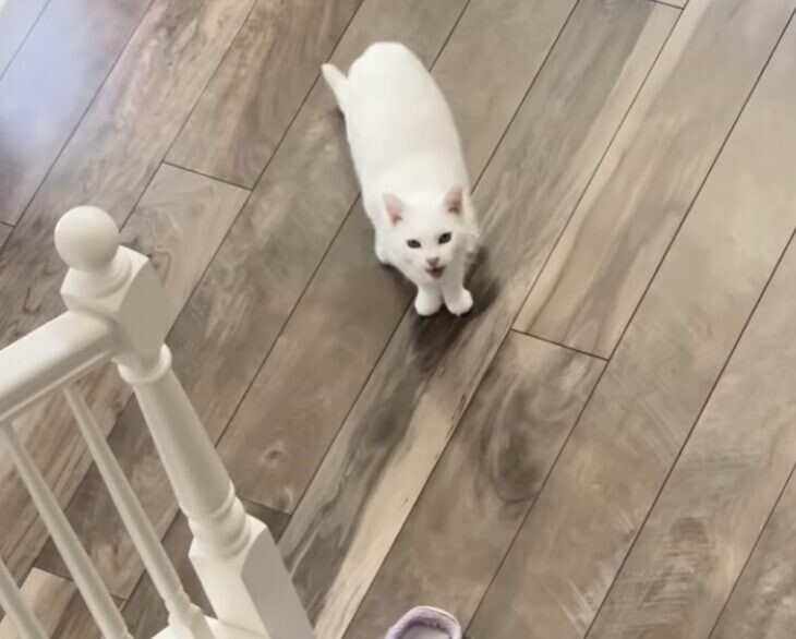 白猫