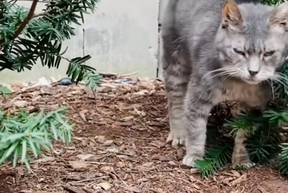 野良猫 老猫