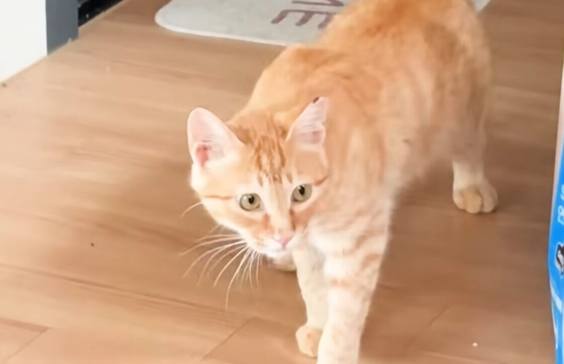 家の中 茶トラ猫