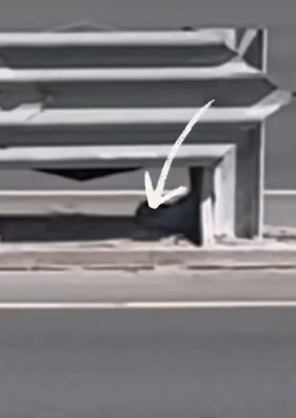 子猫 保護