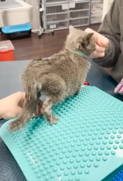 子猫 動物病院